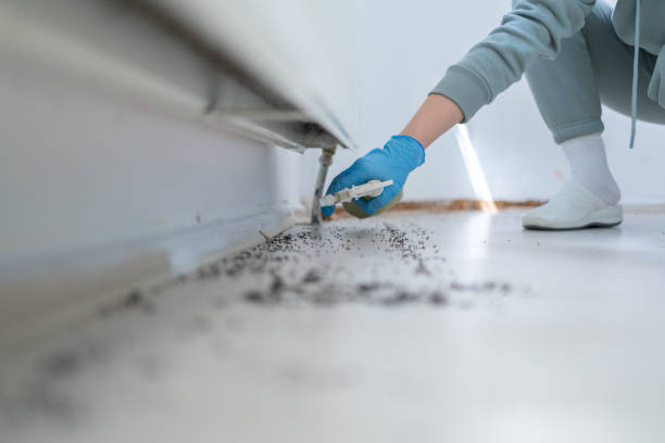 Pest Prevention Services in San Juan Capistrano, CA